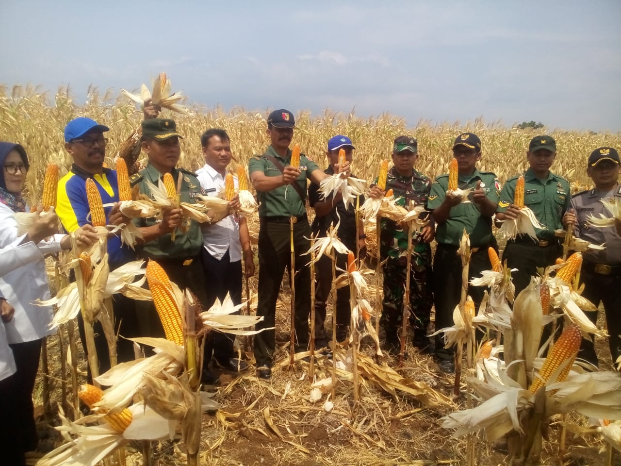 FFD KEGIATAN PENINGKATAN PRODUKSI PANEN JAGUNG